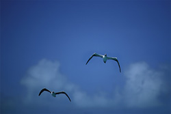 Captivating shots of flying Red-footed Boobys on Midway Atoll