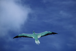 Rotfußtölpel - Elegante Jäger der Lüfte auf dem Midway Atoll, Hawaiian Islands, USA