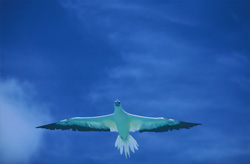 Majestic Red-footed Booby glides over the sparkling sea – impressive natural spectacle
