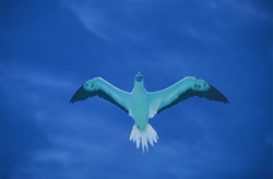 Red-footed Booby