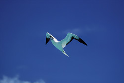 Fascinating Flight of the Red-footed Booby on Midway Atoll
