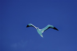 Experience the Beauty and Elegance of the Red-footed Booby on Midway Atoll