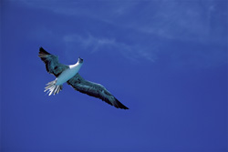 Fascinating Flight of the Red-footed Booby on Midway Atoll
