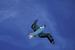 Experience the Grace of the Flying Red-footed Booby on Midway Atoll