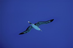 Fascinating Red-footed Booby in Action on Midway Atoll