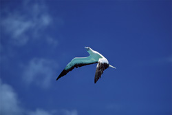 Red-footed Boobies on Midway Atoll hunting for Fish