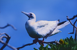 Red-footed Booby on Eastern Island: Unique captures of seabirds in their natural habitat