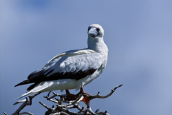 Red-footed Booby on the tree
