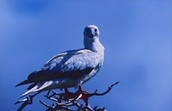Red-footed Booby on the tree