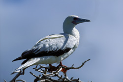 Red-footed Booby on the Tree - Elegant Seabirds in Action