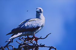 Red-footed Booby on the tree