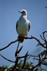 Majestic Red-footed Boobies on Midway Atoll