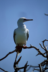 Red-footed Booby on the tree