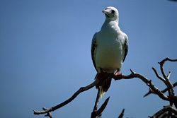 Red-footed Booby on the tree