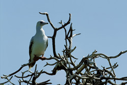 Red-footed Booby on the tree