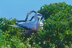 Fascinating Red-footed Booby with chick on Midway Atoll