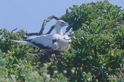 Red-footed Booby with chick on Midway Atoll