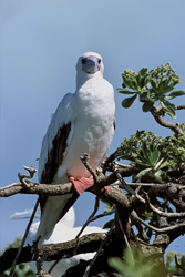 Red-footed Booby on the tree