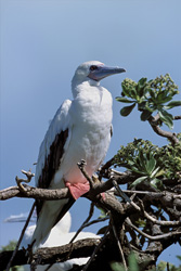 Red-footed Booby on the tree