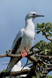 Red-footed Booby on the Tree