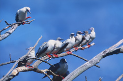 Red-footed Boobys on the tree