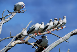 Red-footed Boobies on the tree