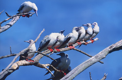 Red-footed Boobys on the tree
