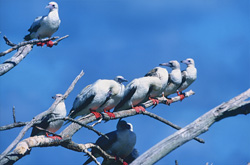 Red-footed Booby on the tree