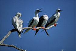 Red-footed Booby on the tree