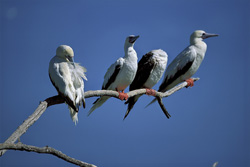 Red-footed Booby on the tree