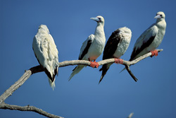 Majestic Red-footed Boobies on Eastern Island in the Pacific