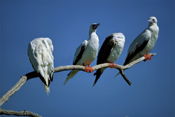 Impressive Red-footed Booby perched on the tree
