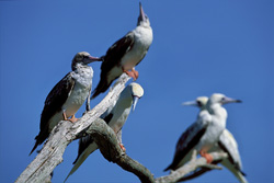 Red-footed Boobys on the tree