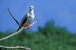 Red-footed Booby on the tree