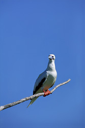 Red-footed Booby on the tree
