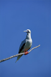 Red-footed Booby on the tree