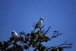 Red-footed Boobys on the tree