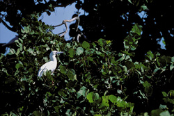 Red-footed Booby on the tree