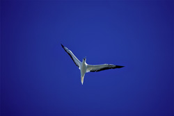 Red-footed Boobies - Majestic hunters of the seas