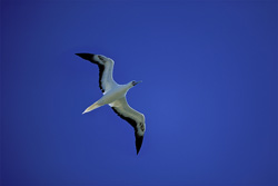 Fascinating Flying Red-footed Booby above Midway Atoll