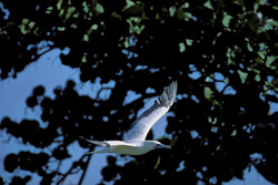 Experience the Majestic Flight of the Red-footed Booby on Midway Atoll