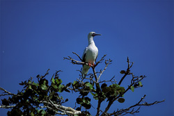 Red-footed Booby on the tree