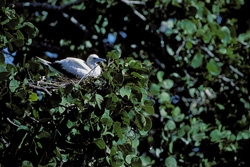 Red-footed Booby on the tree