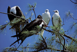 Discover the Majestic Great Frigatebirds and Red-footed Boobies on Midway Atoll