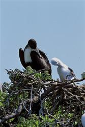 Rare shot of Great Frigatebird and Red-footed Booby chicks on Midway Atoll