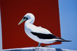The majestic Masked Booby on a Navigation Sign Tower