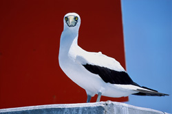 Masked Booby