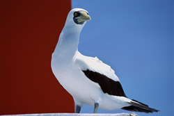 Fascinating Masked Booby on a Navigation Sign Tower in Midway