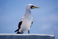 A majestic Masked Booby on a navigation sign tower