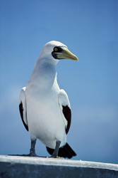 A Masked Booby (Sula dactylatra) enjoys a great sea view from a maritime tower.